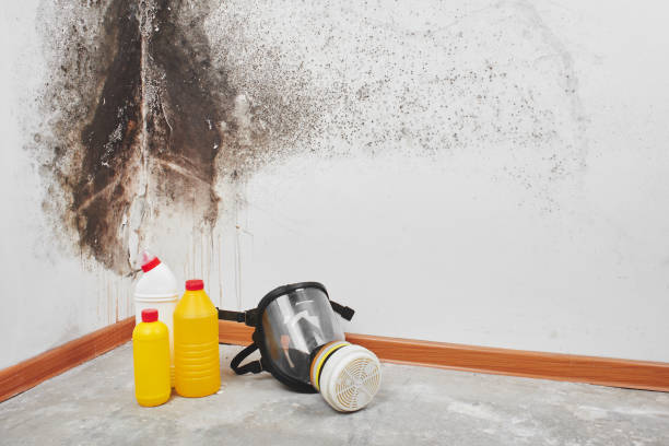 Professional Mold Removal in Arlington, VA
