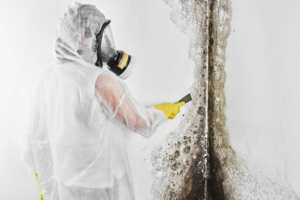 Best Fast Mold Removal  in Arlington, VA
