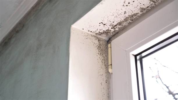 Best Home Mold Removal  in Arlington, VA