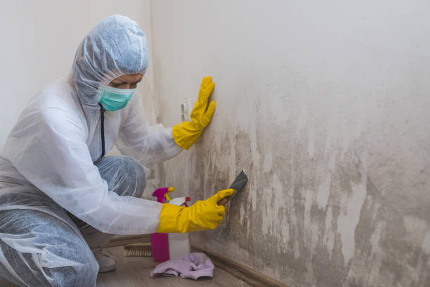 Best Attic Mold Removal  in Arlington, VA