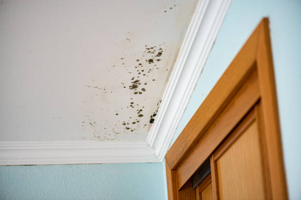 Best Certified Mold Removal  in Arlington, VA