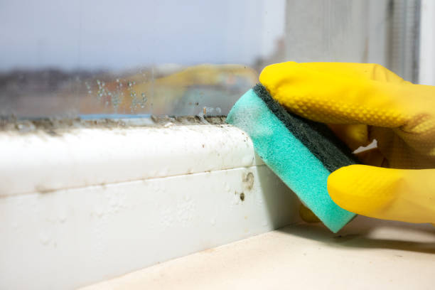 Best Professional Mold Removal  in Arlington, VA