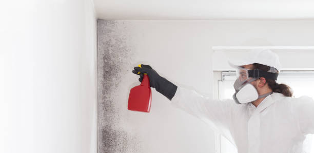 Professional Mold Removal in Arlington, VA