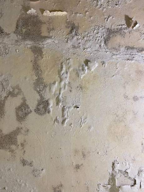 Best Black Mold Removal  in Arlington, VA