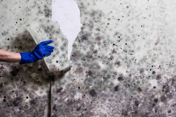 Best Mold Removal Company Near Me  in Arlington, VA