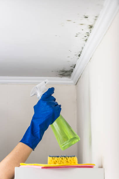 Office Mold Removal Services in Arlington, VA
