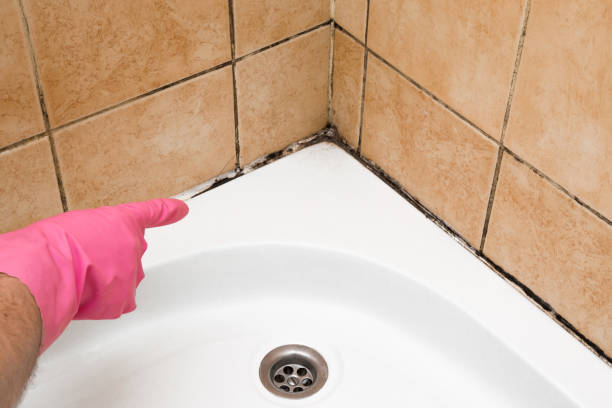 Best Mold Remediation  in Arlington, VA