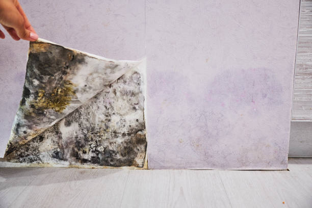 Mold Removal Process in Arlington, VA